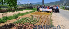 감천면 주민자치위원회, 꽃묘 심기 활동 펼쳐